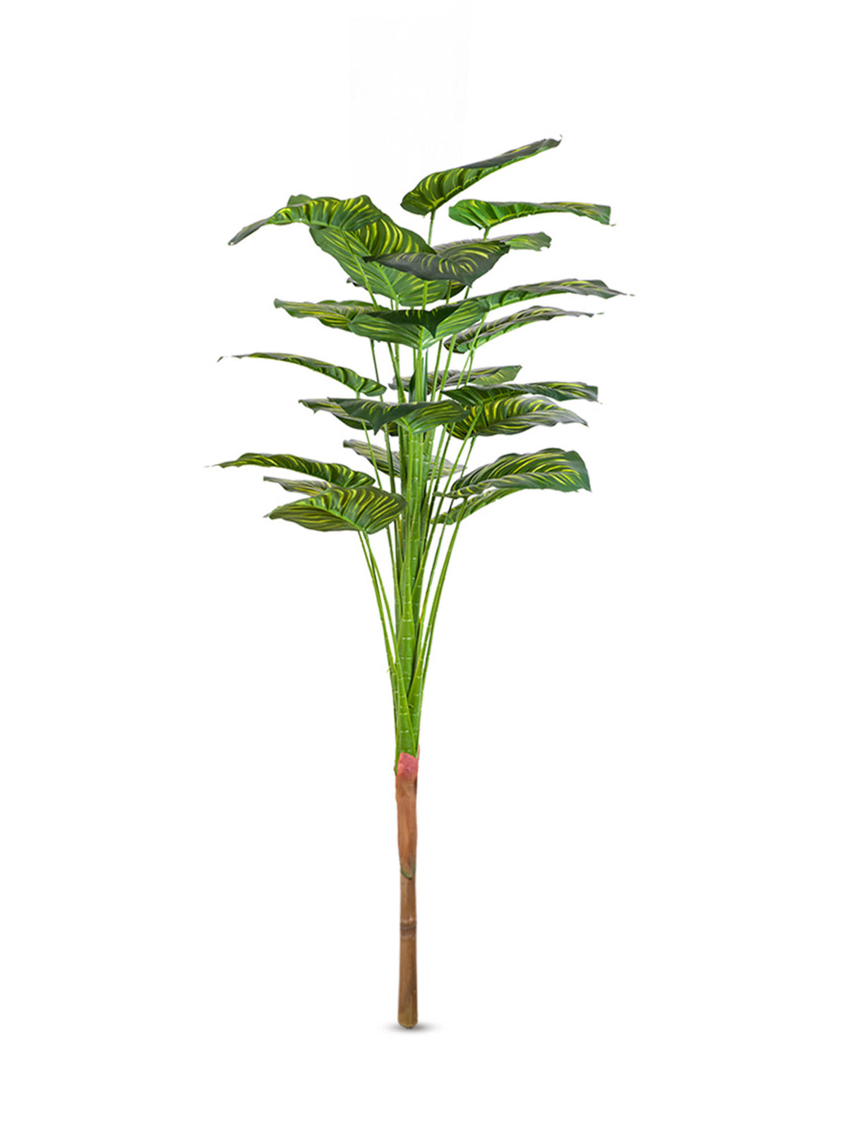 Aarvi Decor Green Exotic Artificial Calathea Plant Big Size For Home Decor Without Pot