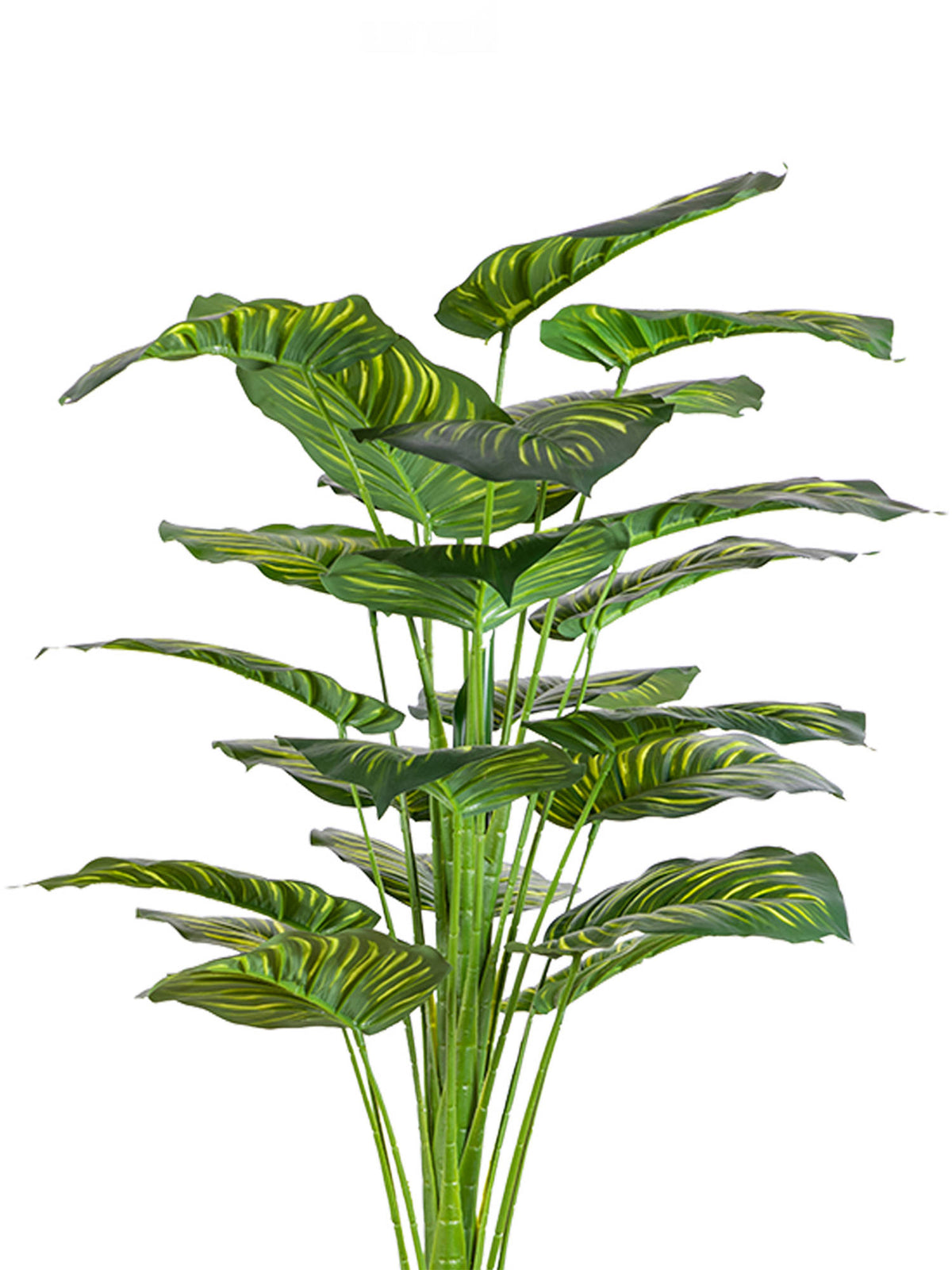 Aarvi Decor Green Exotic Artificial Calathea Plant Big Size For Home Decor Without Pot