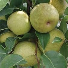 Mphmi Nashpati Plant Dwarf Pear Fruit Tree (Nashpati) Plant
