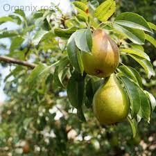 Mphmi Nashpati Plant Dwarf Pear Fruit Tree (Nashpati) Plant
