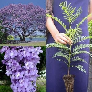 Jakranda,Blue Jacaranda, Nupur,Neeli gulmohur,Neelkanth,Jacaranda mimosifolia, Healthy Live flower Plant Actual Plant Height 1 fit to 1.5 fit
