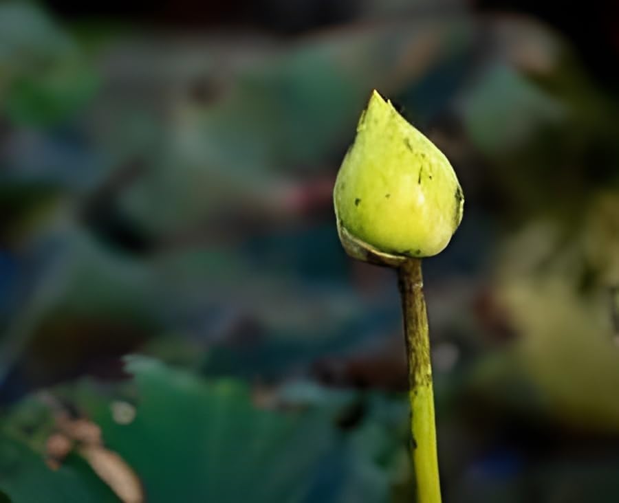 Yellow Lotus Flower Plant Tuber|| Natural All SeasonYellow Lotus/Komal/Poddo Tuber for planting|| Aquatic plants For planting Organic Water Lilies Flower Root f