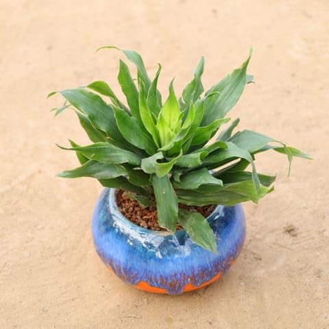 Bloomify Bedroom Gift Ready - Dracaena Compacta in 4 Inch Tidal Glow Round Ceramic Pot Wrapped in Lovely Gift Bag For Your Loved Ones