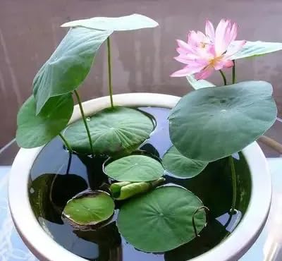 All Season Mix Organic Lotus Flower Seeds For Home Aquatic Garden - 20 Seeds + Instruction Manual