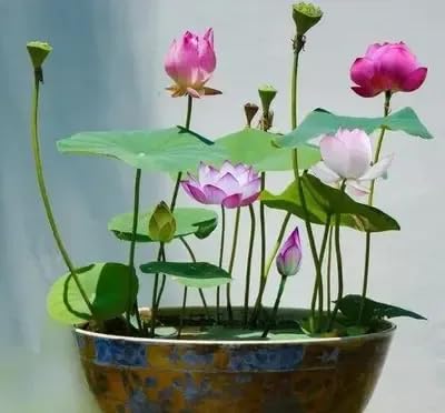 All Season Mix Organic Lotus Flower Seeds For Home Aquatic Garden - 20 Seeds + Instruction Manual