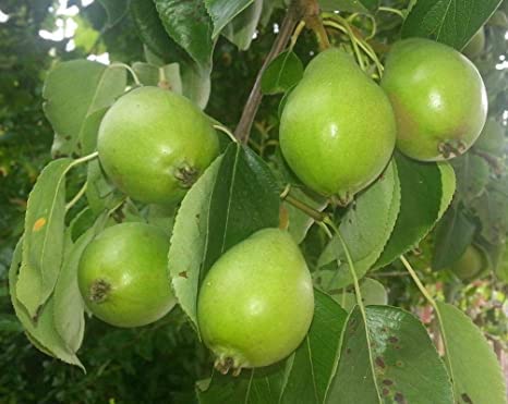 Mphmi Live Pear Fruit Plant 2+ Feet Height (1 Healthy Live Plant