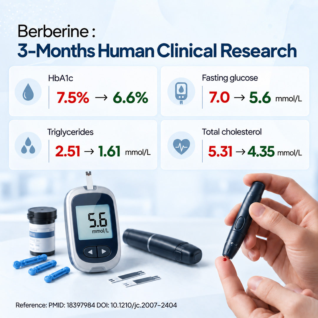 Miduty BERBERINE 98% 60 Capsules