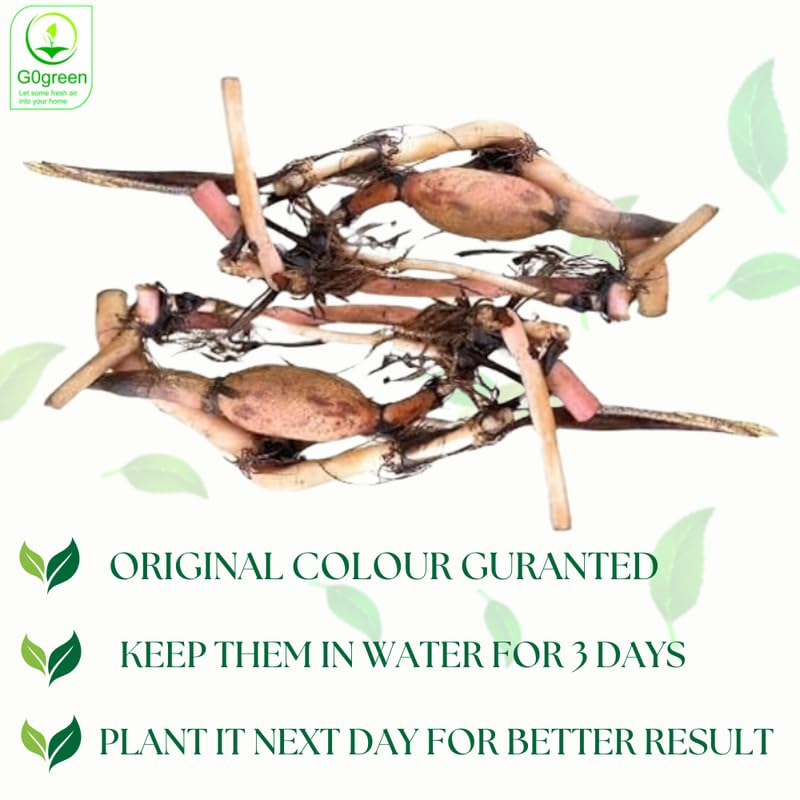 GO GREEN Lotus plant LIANG LI MICRO LOTUS Organic Water Lilies Lotus Bowl Aquatic Plants Flower Easy from tuber, Bonsai Planting Pond Indoor Outdoor Decor, can