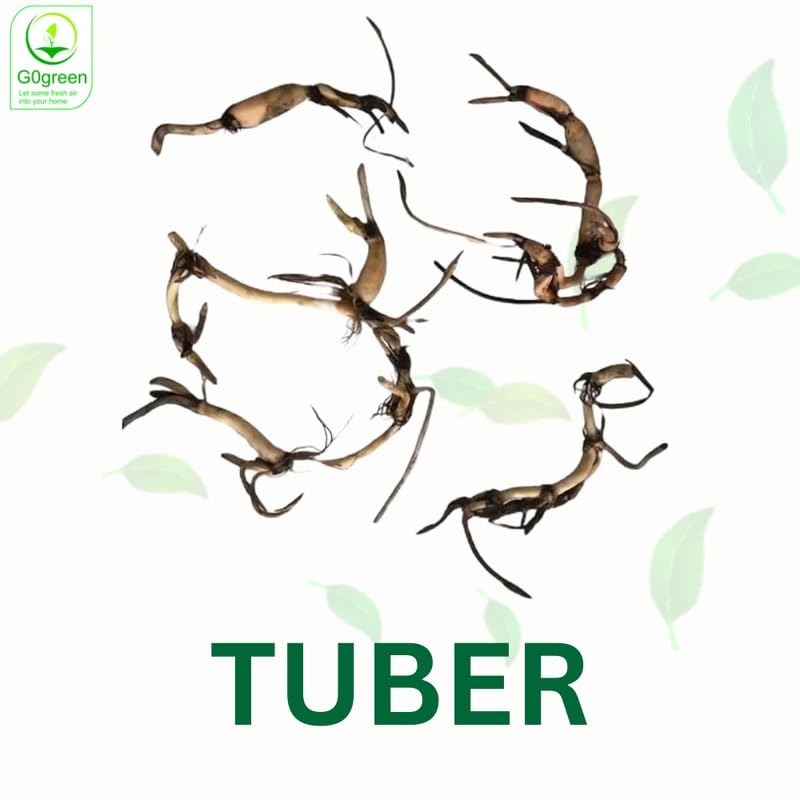 GO GREEN Lotus plant LIANG LI MICRO LOTUS Organic Water Lilies Lotus Bowl Aquatic Plants Flower Easy from tuber, Bonsai Planting Pond Indoor Outdoor Decor, can