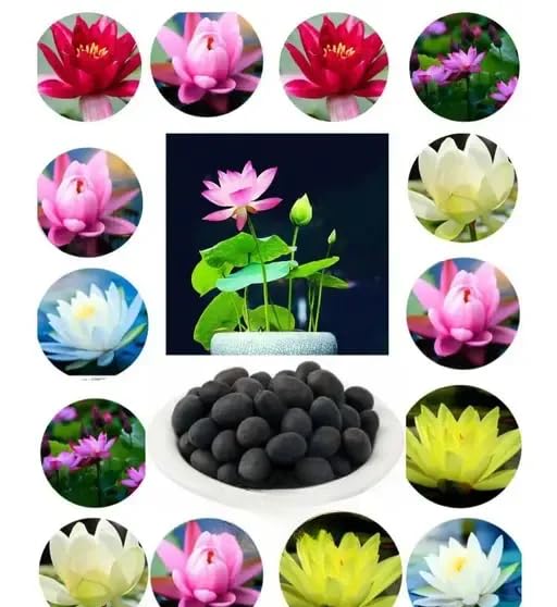 All Season Mix Organic Lotus Flower Seeds For Home Aquatic Garden - 20 Seeds + Instruction Manual