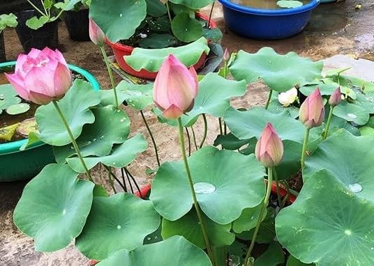All Season Lotus Flower Hybrid Japanese Seeds | Kamal Organic Beej | Dwarf Aquatic Lotus Plant | 95% Germination | Home Garden Water Feature | Pack of 10