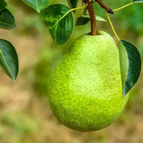 Thai Pear Amritphalam Green Nashpati Grafted Live Plant | All-Season Hybrid Airlayered Fruit Tree | Fruits Within 12 Months | Home Garden Outdoor Gardening Plan
