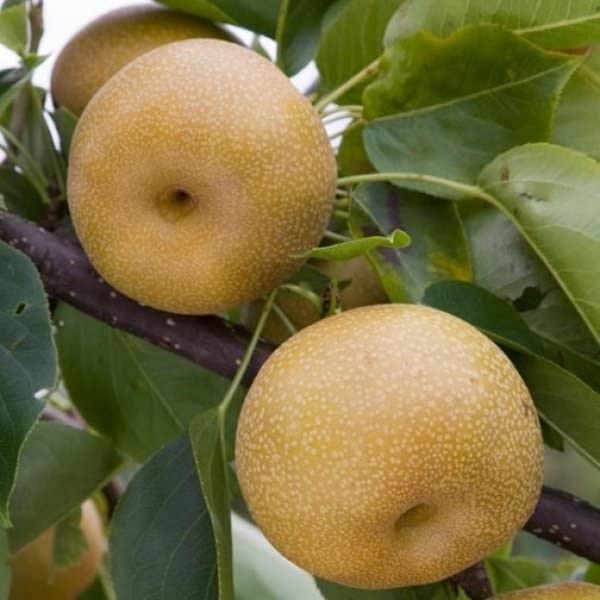M-Tech Gardens Hybrid Pear " Kumoi " Exotic 20 Fruit Seeds for Growing