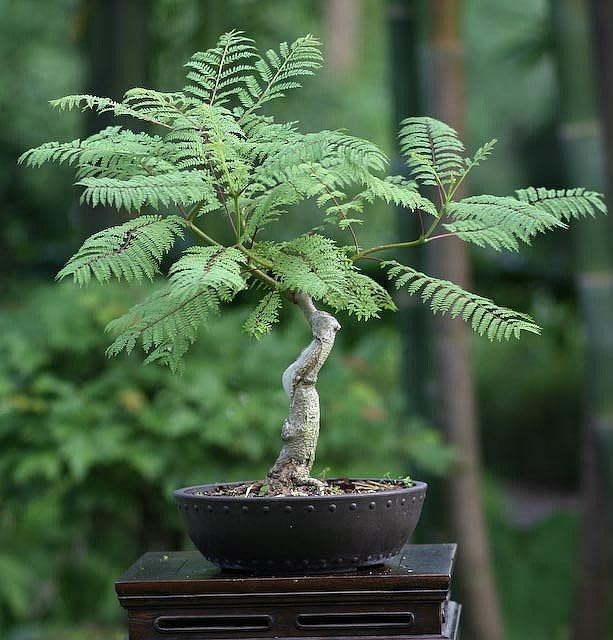 Jakranda,Blue Jacaranda, Nupur,Neeli gulmohur,Neelkanth,Jacaranda mimosifolia, Healthy Live flower Plant Actual Plant Height 1 fit to 1.5 fit