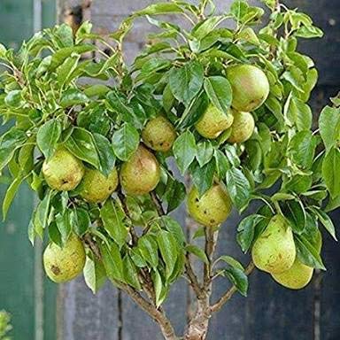 Plant House Live Dwarf Pear Fruit Tree (Nashpati) Plant with Pot