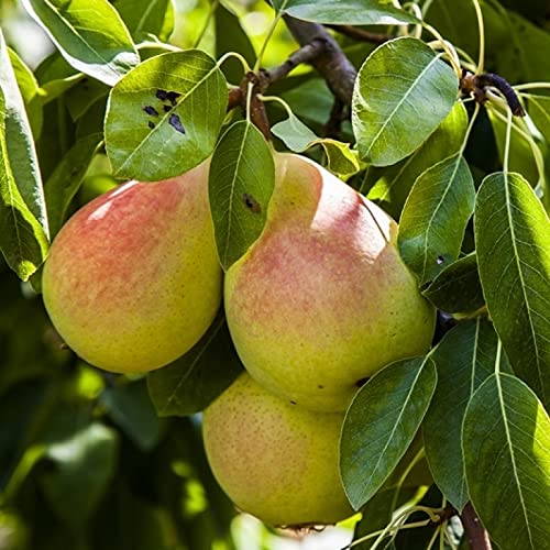 Mphmi Live Pear Fruit Plant 2+ Feet Height (1 Healthy Live Plant