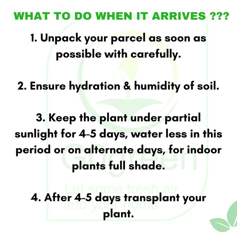 GO GREEN Lotus plant LIANG LI MICRO LOTUS Organic Water Lilies Lotus Bowl Aquatic Plants Flower Easy from tuber, Bonsai Planting Pond Indoor Outdoor Decor, can