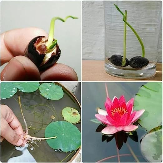 All Season Lotus Flower Hybrid Japanese Seeds | Kamal Organic Beej | Dwarf Aquatic Lotus Plant | 95% Germination | Home Garden Water Feature | Pack of 10