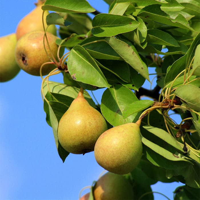 Mphmi Gardens Pear Plant all fruit seeds plants pear babugosha dwarf grafted live trees naspati hybrid garden pot sweet