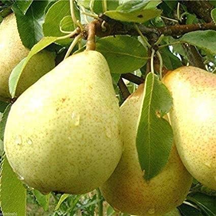 Mphmi Nashpati Plant Dwarf Pear Fruit Tree (Nashpati) Plant