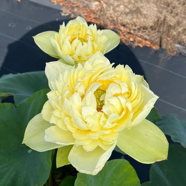Yellow Lotus Flower Plant Tuber|| Natural All SeasonYellow Lotus/Komal/Poddo Tuber for planting|| Aquatic plants For planting Organic Water Lilies Flower Root f