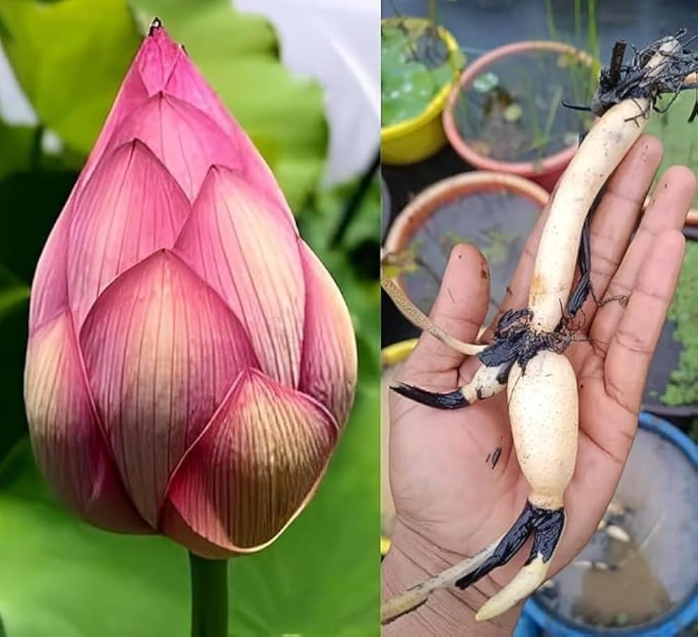 Large Blooming Hybrid Lotus Tuber/Root Flower Plant, All Season Beautiful Multicolor Lotus Tubi, Organic Water Lilies Flower, Live Healthy Flower Plant for home