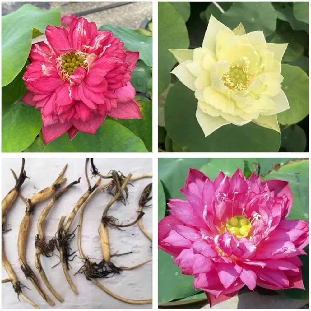 Large Blooming Hybrid Lotus Tuber/Root Flower Plant, All Season Beautiful Multicolor Lotus Tubi, Organic Water Lilies Flower, Live Healthy Flower Plant for home
