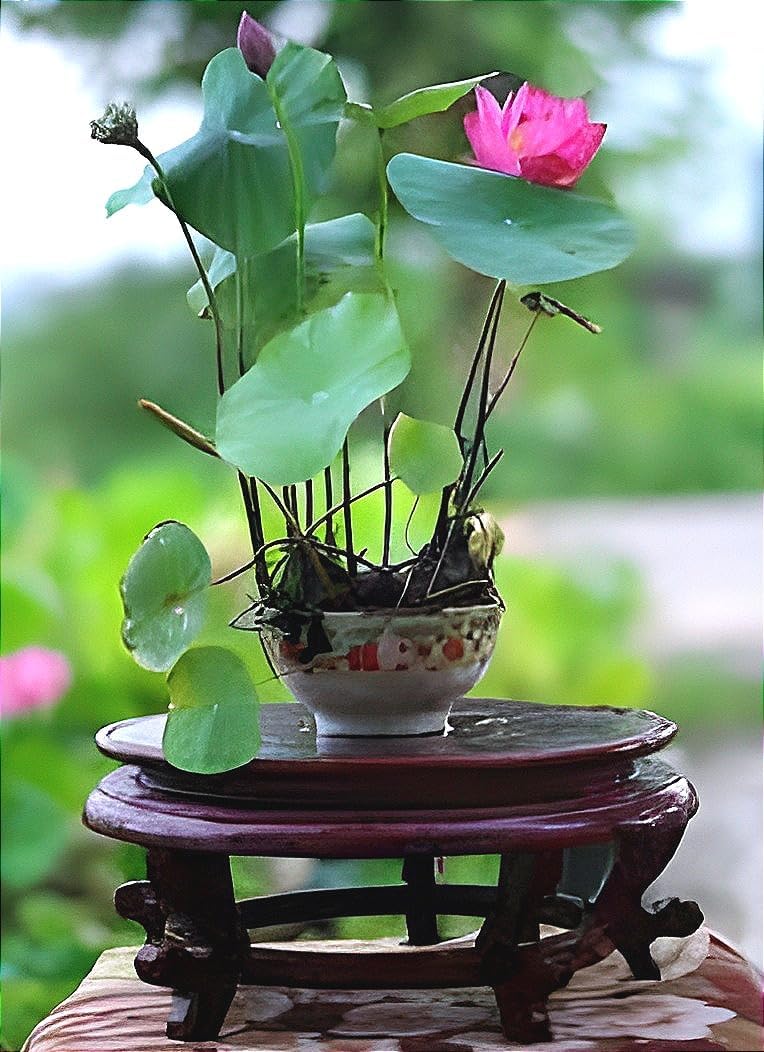 Organic All Season "LIANG LI MICRO LOTUS" Water Lily TUBER Aquatic Plants Flower Easyle from tuber Planting Pond, Indoor Outdoor Decor can grow in Small