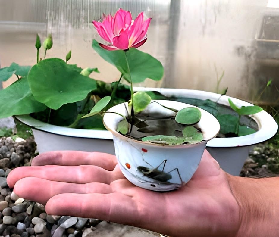 Organic All Season "LIANG LI MICRO LOTUS" Water Lily TUBER Aquatic Plants Flower Easyle from tuber Planting Pond, Indoor Outdoor Decor can grow in Small