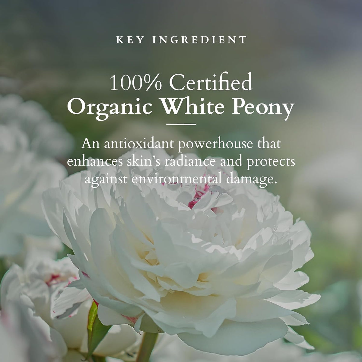 Lotus Organics+ Precious Face Cream 50g+Face Serum + Cream 30g