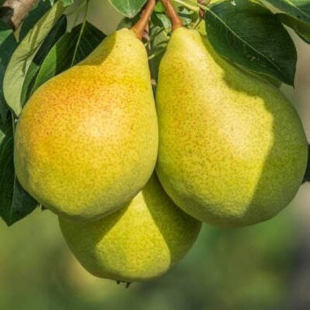 Nashpati Babugosha Green Pear Fruit Plant | Healthy Live Fruit Tree for Home Garden, Kitchen Garden, Terrace & Gardening Enthusiasts