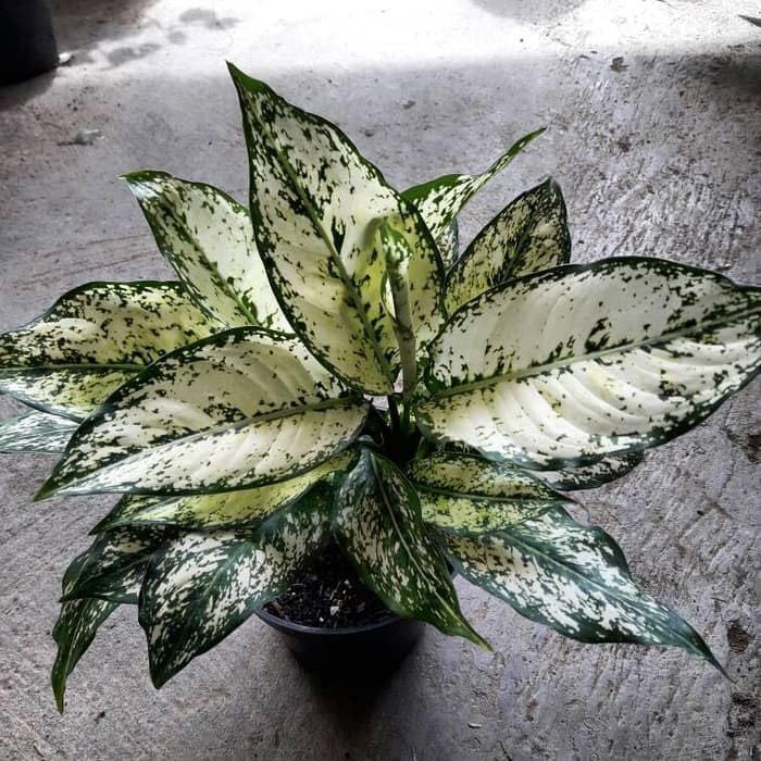 Winter Glow Tropical Plant, Lovely Indoor Tabletop Green (1 Healthy Live Plant)