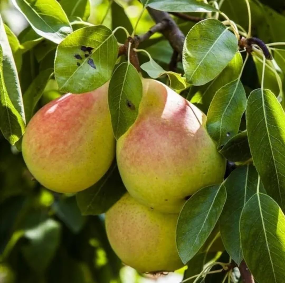 Rare Original All Season Pear Nashpati Grafted Fruit Live Plant