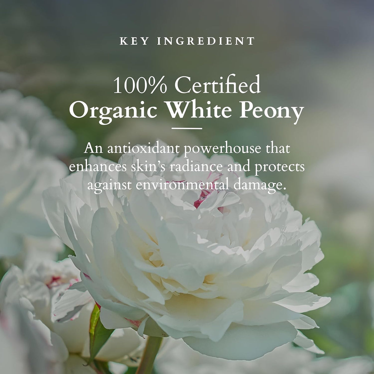 Lotus Organics+ Brightening De-Tan Face Pack 100G+Vitamin C Radiance Booster Face Cleanser 100gm