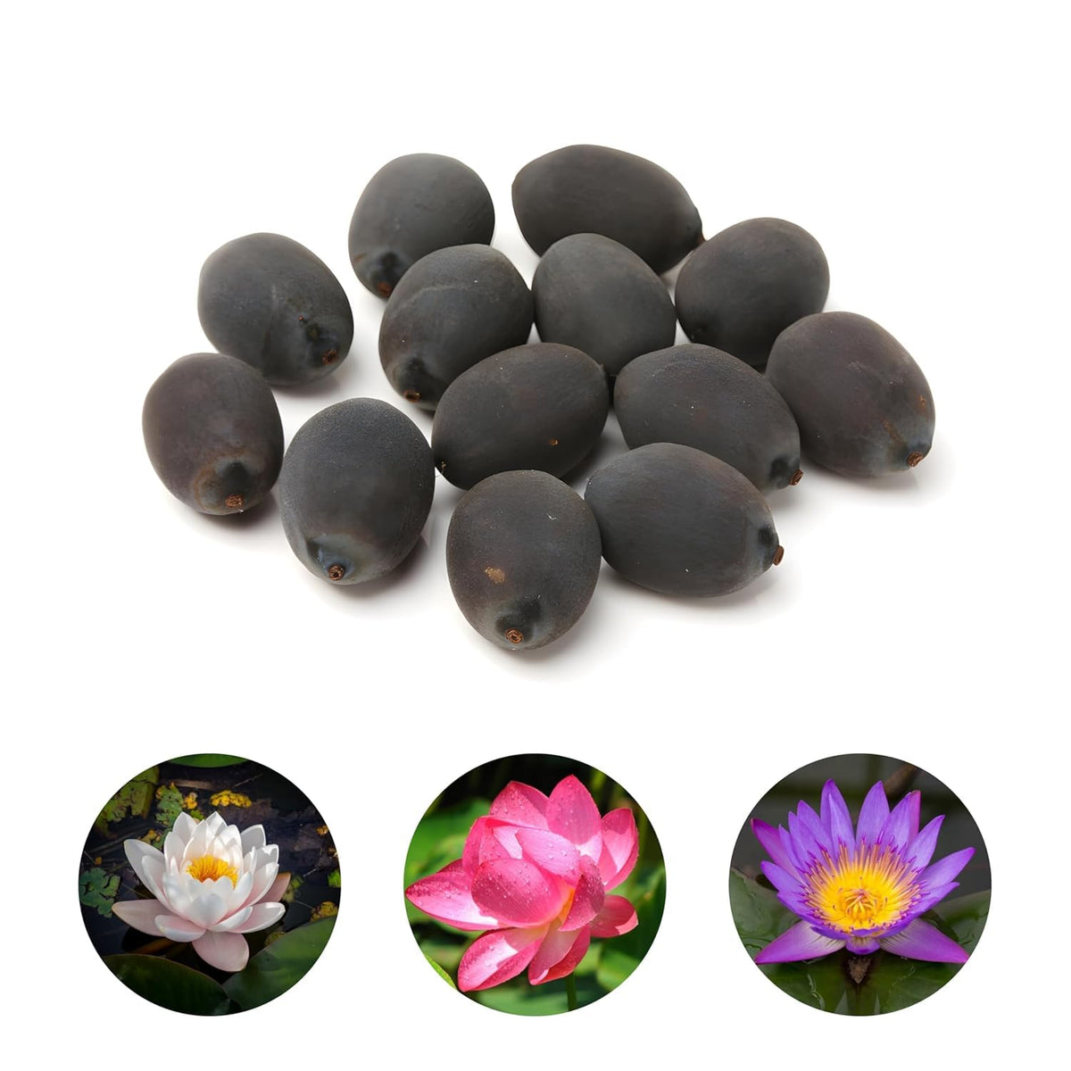 100% Japanese Mix Flower Seeds| All Mix Color Growing Lotus Kamal Gatta Seed, Home Gardening| Live Water plant for Pond| Water Lily, Rainbow Lotus Flower Seeds