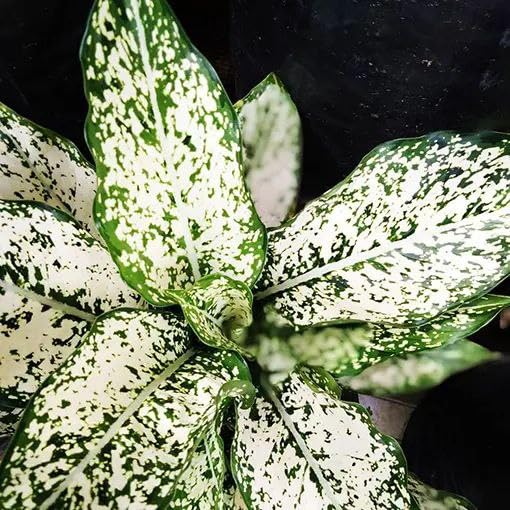 Winter Glow Tropical Plant, Lovely Indoor Tabletop Green (1 Healthy Live Plant)