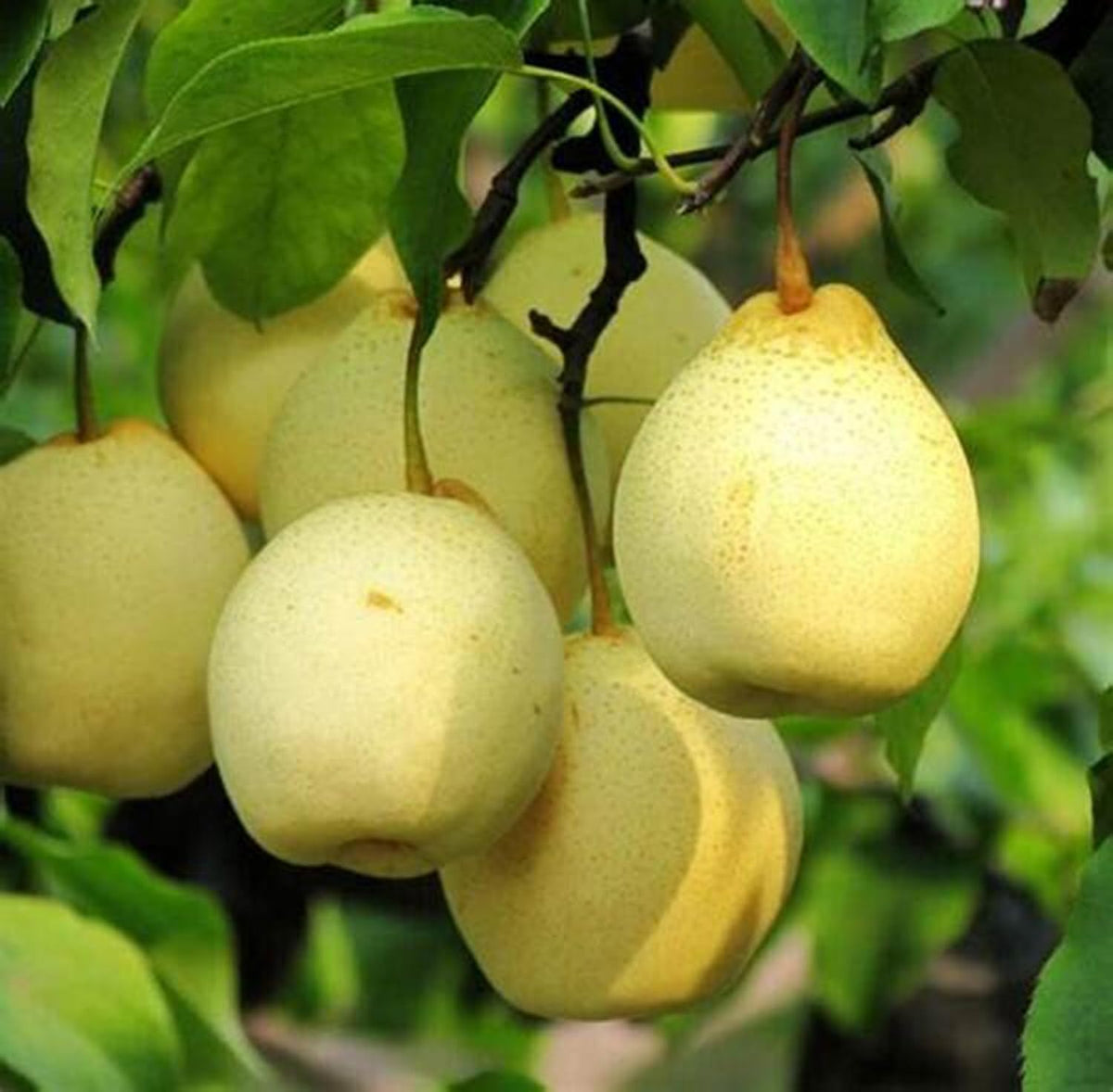 Platone Green Nashpati Variety Fruit Indian Pear Plants Grafted plant | Outdoor/Indoor Living Plants Original European Variety Fruit Plant(Nashpati Plant)