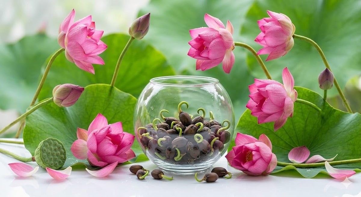 Pink Lotus Flower Seeds with Free Organic Fertiliser Sample