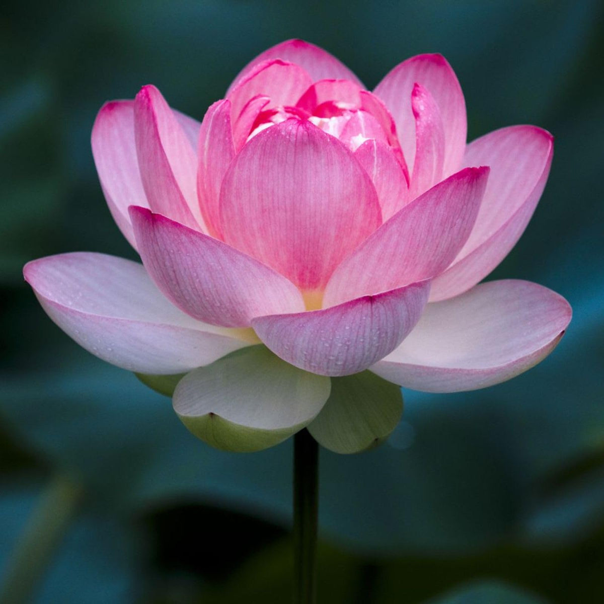 Organic Lotus (Kamal) Flower Seeds | Sow and Grow Fresh Healthy Seeds in Your Garden | Perfect for Home & Terrace Gardening | High Germination Seeds | (Pack of