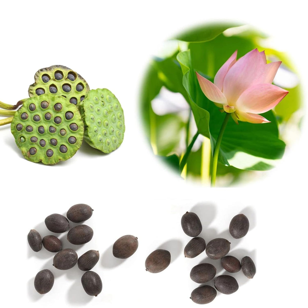 Organic Lotus (Kamal) Flower Seeds | Sow and Grow Fresh Healthy Seeds in Your Garden | Perfect for Home & Terrace Gardening | High Germination Seeds | (Pack of