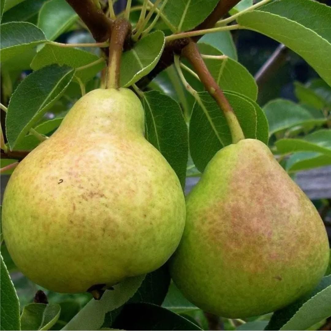 Rare Original All Season Pear Nashpati Grafted Fruit Live Plant