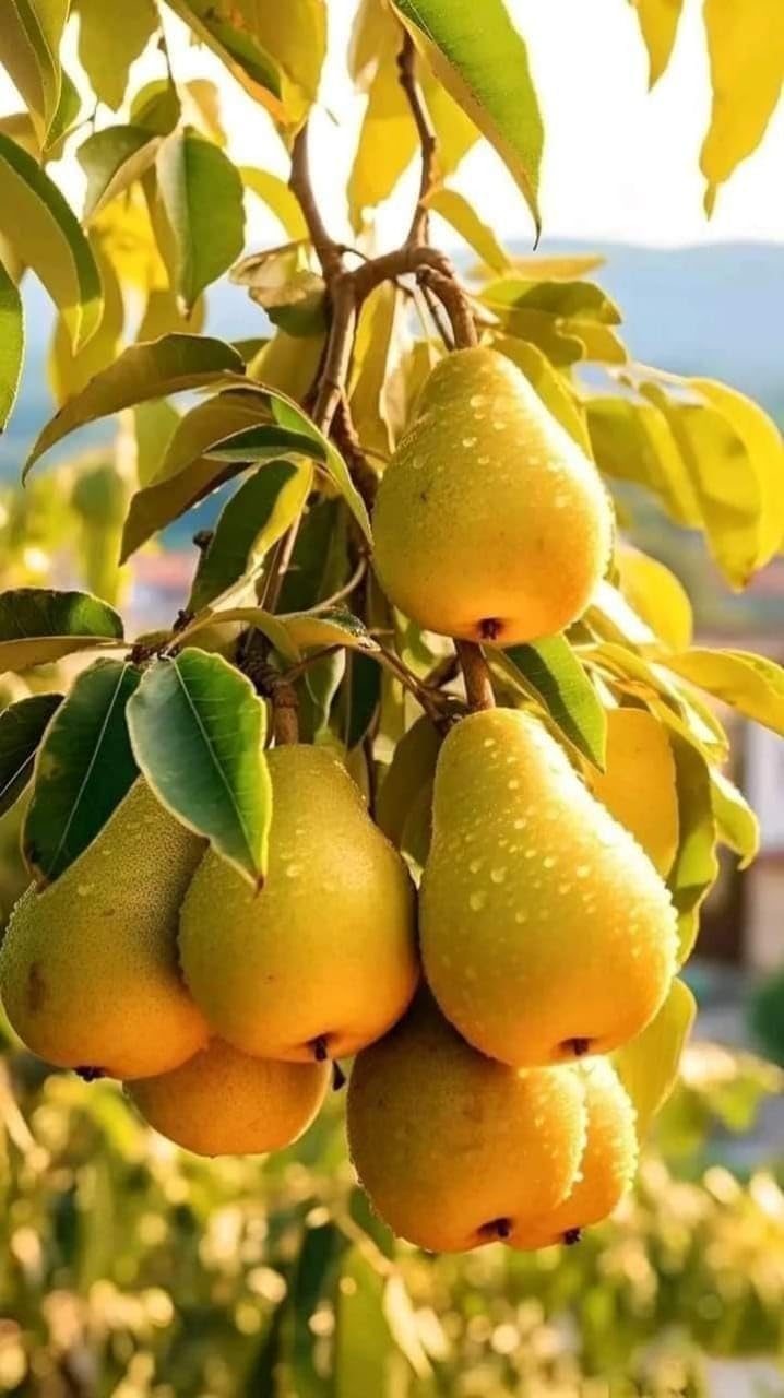 Platone Green Nashpati Variety Fruit Indian Pear Plants Grafted plant | Outdoor/Indoor Living Plants Original European Variety Fruit Plant(Nashpati Plant)