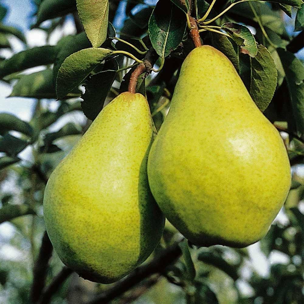 Platone Green Nashpati Variety Fruit Indian Pear Plants Grafted plant | Outdoor/Indoor Living Plants Original European Variety Fruit Plant(Nashpati Plant)