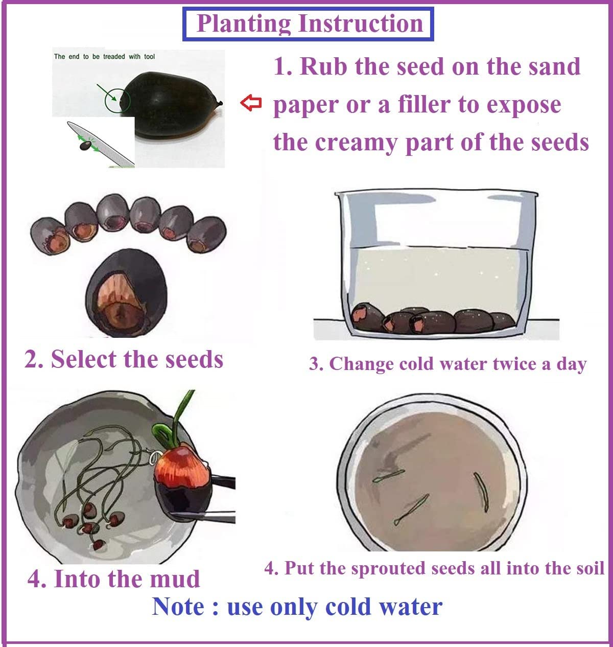 All Season Mix Organic Lotus Flower Seeds For Home Aquatic Garden - 20 Seeds + Instruction Manual