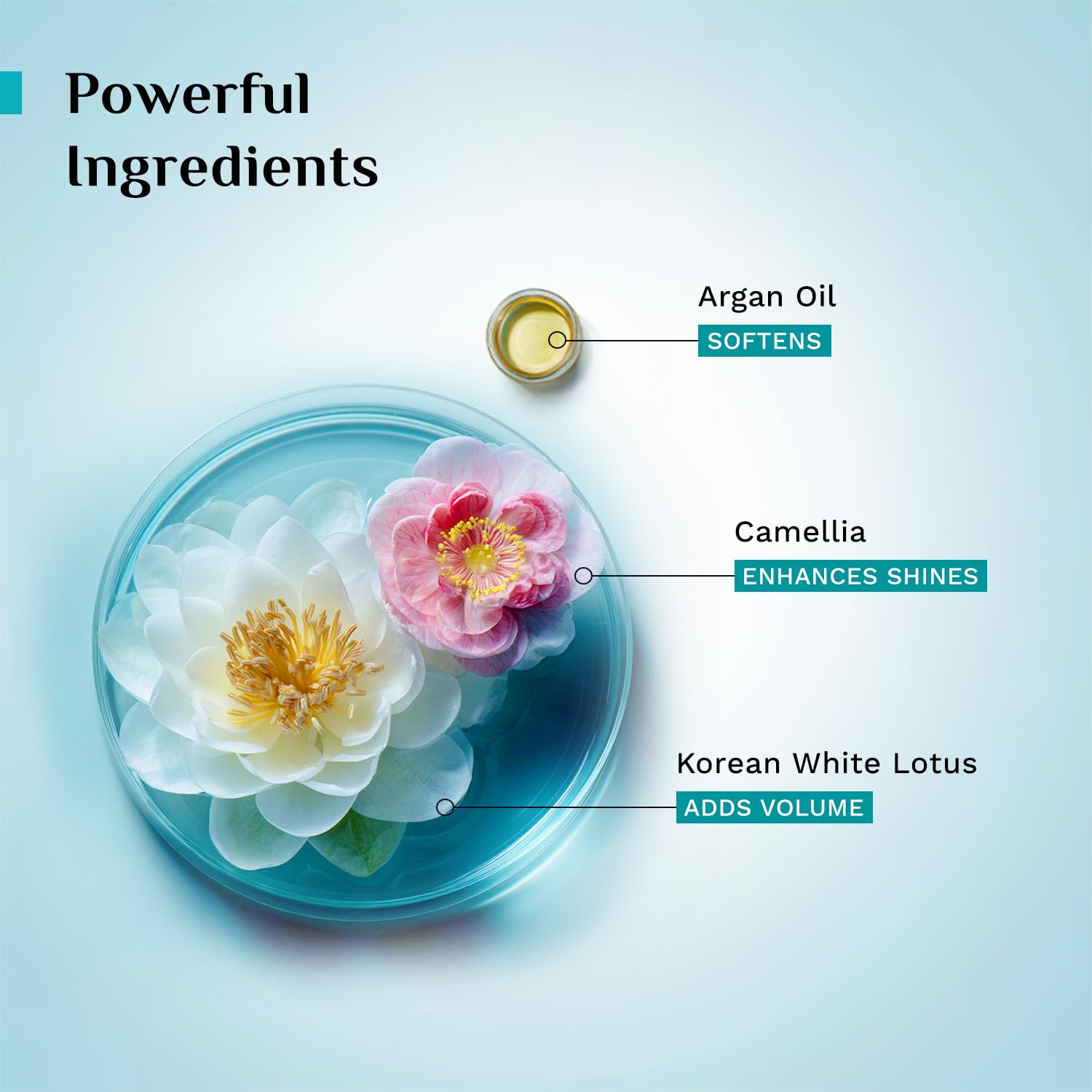 Pilgrim Korean Argan Oil Hair Mask For Dry & Frizzy Hair With White Lotus And Camellia | Hair Mask For Smoothening Hair, Deep Conditioning And Hair Fall Control | For Men & Women | 200Ml, 1 Count