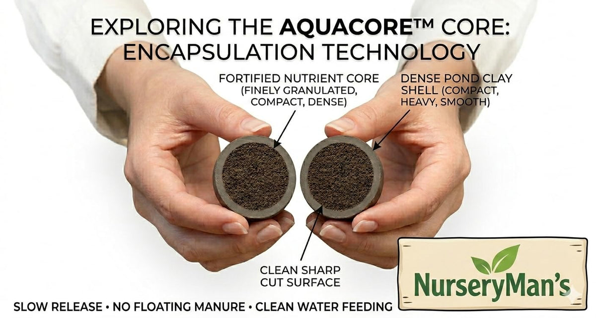 NurseryMan's AquaCore™ Slow Release Nutrition Balls for Lotus & Water Lily | 100% Organic Aquatic Plant Nutrition | Non-Muddy, No Algae Formula | 12 balls