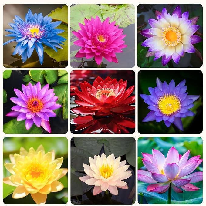 Innate 100% Japanese Rainbow Lotus Flower Seeds,Dwarf Rainbow Lotus Flower Seed, Lotus Seeds for Home Garden Flower Seeds Flower Seeds for Garden Plant Seeds (p