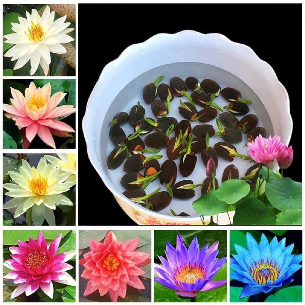 Innate 100% Japanese Rainbow Lotus Flower Seeds,Dwarf Rainbow Lotus Flower Seed, Lotus Seeds for Home Garden Flower Seeds Flower Seeds for Garden Plant Seeds (p