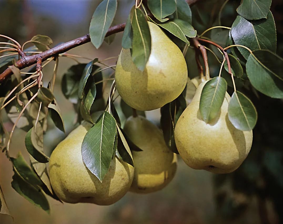 Thai Pear Amritphalam Green Nashpati Grafted Live Plant | All-Season Hybrid Airlayered Fruit Tree | Fruits Within 12 Months | Home Garden Outdoor Gardening Plan