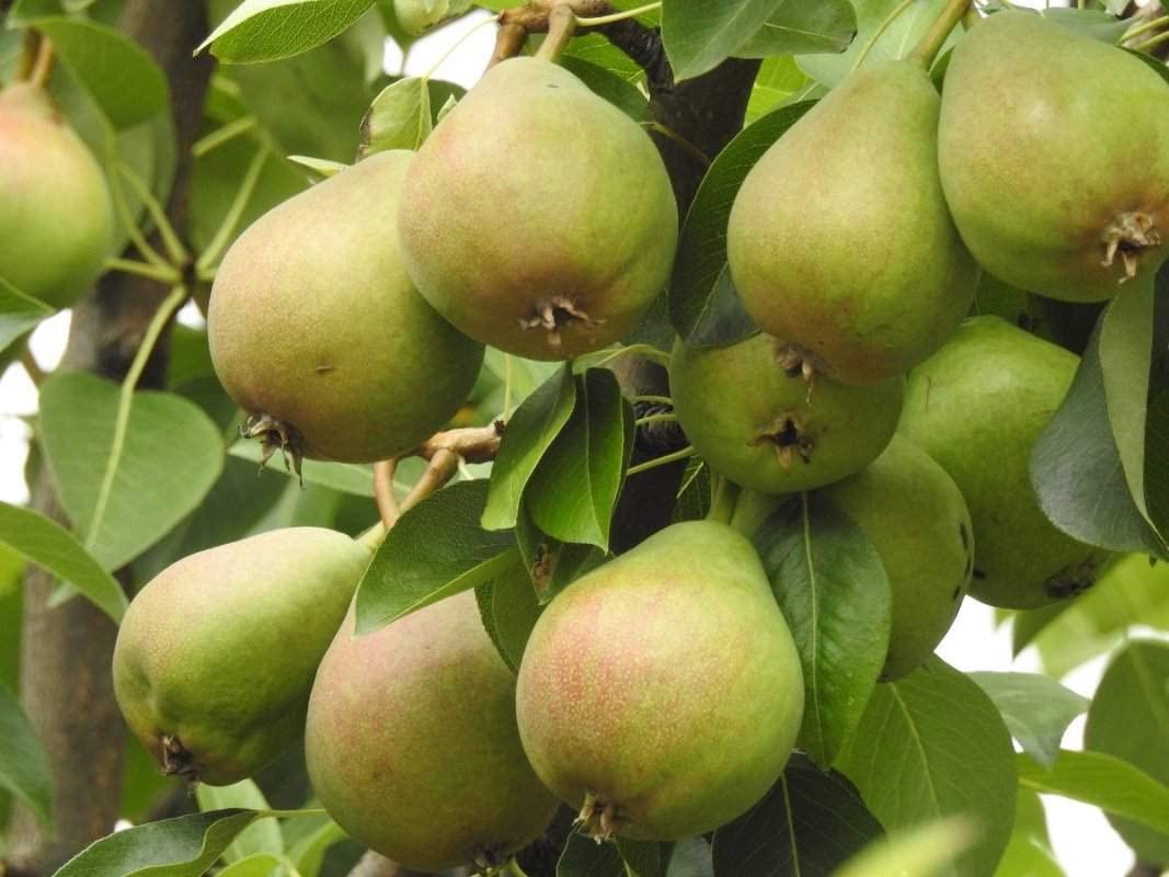 Mphmi Gardens Pear Plant all fruit seeds plants pear babugosha dwarf grafted live trees naspati hybrid garden pot sweet